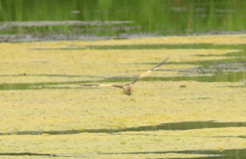 Little Bittern (Ixobrychus minutus) BRD - Berlin - Karower Teiche