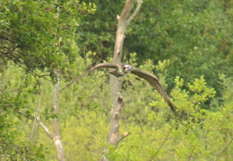 Osprey (Pandion haliaetus) BRD - Berlin - Karower Teiche