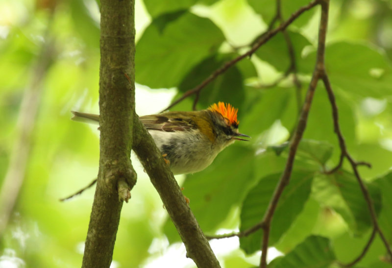 Common Firecrest (Regulus ignicapilla) BRD - Potsdam, Sanssouci