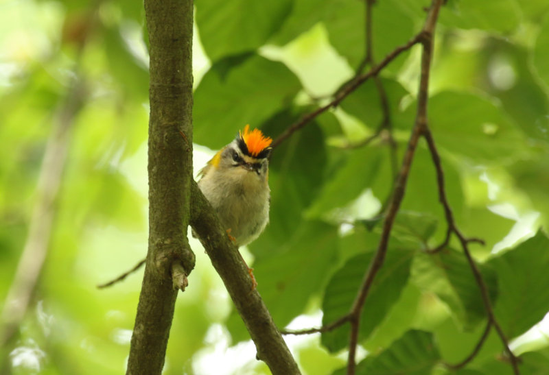 Common Firecrest (Regulus ignicapilla) BRD - Potsdam, Sanssouci