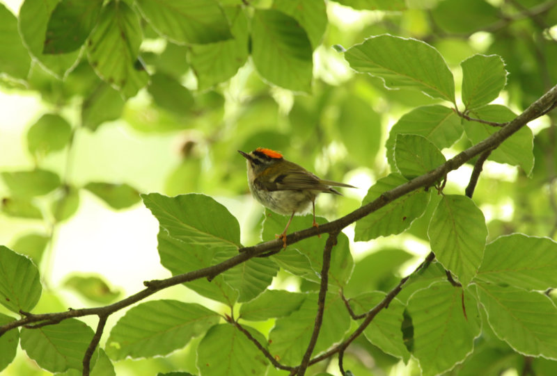 Common Firecrest (Regulus ignicapilla) BRD - Potsdam, Sanssouci