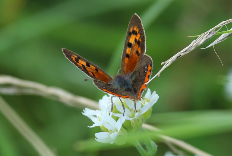 Small Copper (Lycaena phlaeas) BRD - Berlin - Karower Teiche