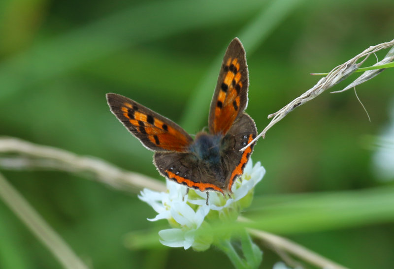 Small Copper (Lycaena phlaeas) BRD - Berlin - Karower Teiche