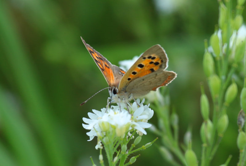 Small Copper (Lycaena phlaeas) BRD - Berlin - Karower Teiche