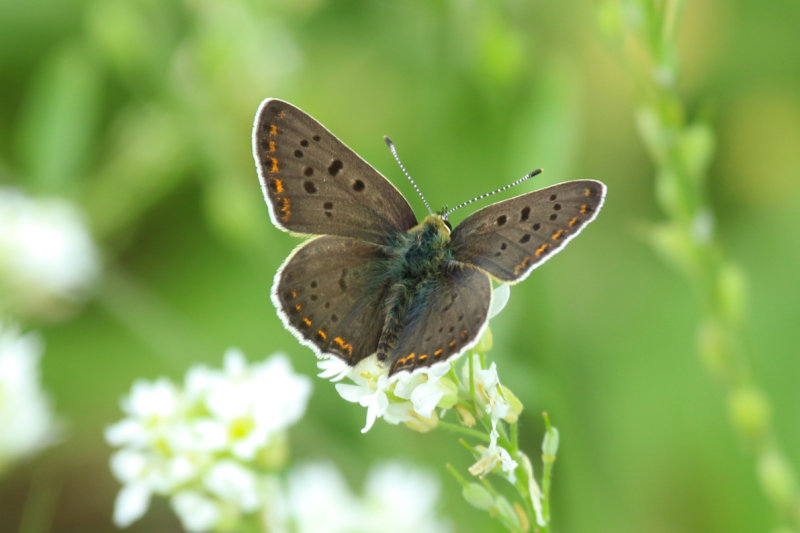 Sooty Copper (Lycaena tityrus) *Male* BRD - Berlin - Karower Teiche