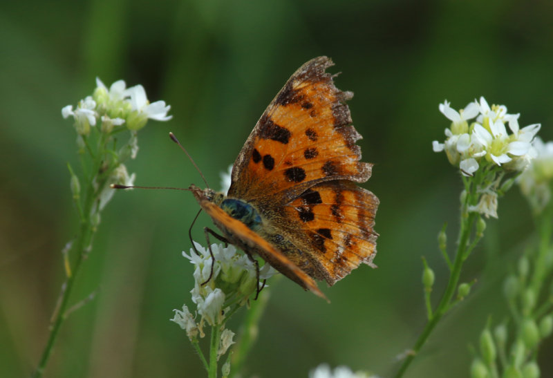 Comma Butterfly (Polygonia c-album) BRD - Berlin - Karower Teiche