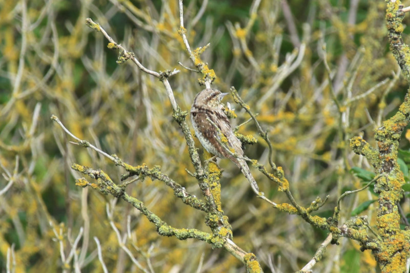 Eurasian Wryneck (Jynx torquilla) BRD - Havellandisches Luch
