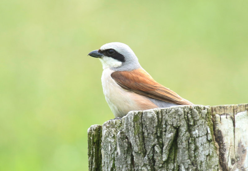 Red-backed Shrike (Lanius collurio) *Adult* BRD - Berlin