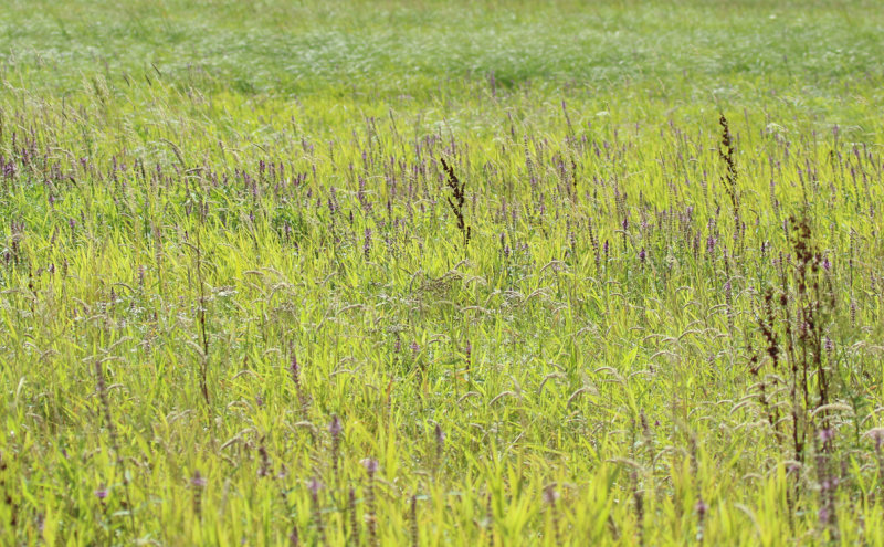 Unteres Odertal NP, Schwedter Polder - Corncrake Habitat: In this wet grassland we saw and heard Corncrakes singing.