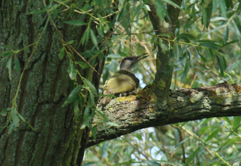 European Green Woodpecker (Picus viridis) BRD - Unteres Odertal