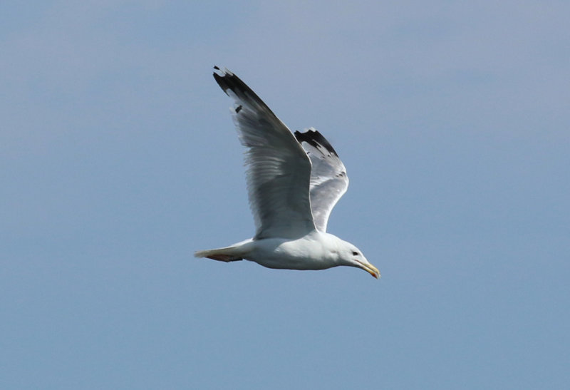 Caspian Gull (Larus cachinnans) BRD - Unteres Odertal NP