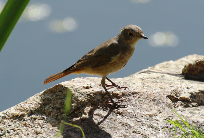 Common Redstart (Phoenicurus phoenicurus) BRD - Unteres Odertal NP
