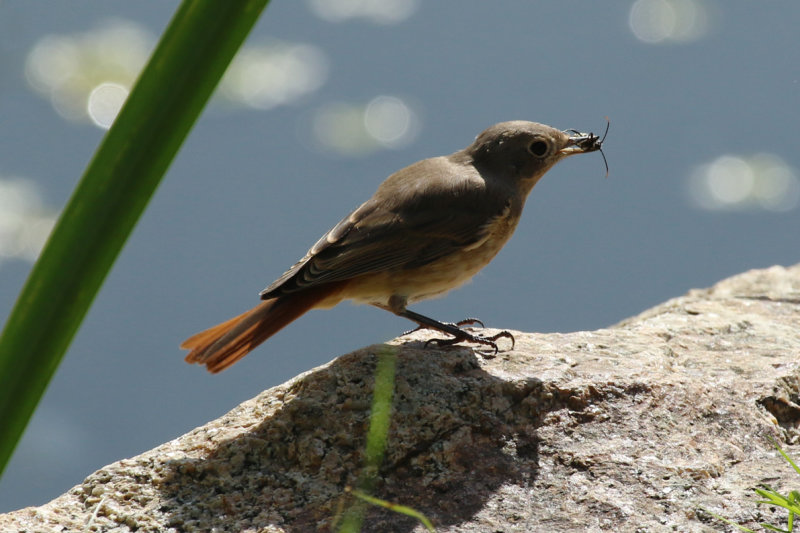 Common Redstart (Phoenicurus phoenicurus) BRD - Unteres Odertal NP