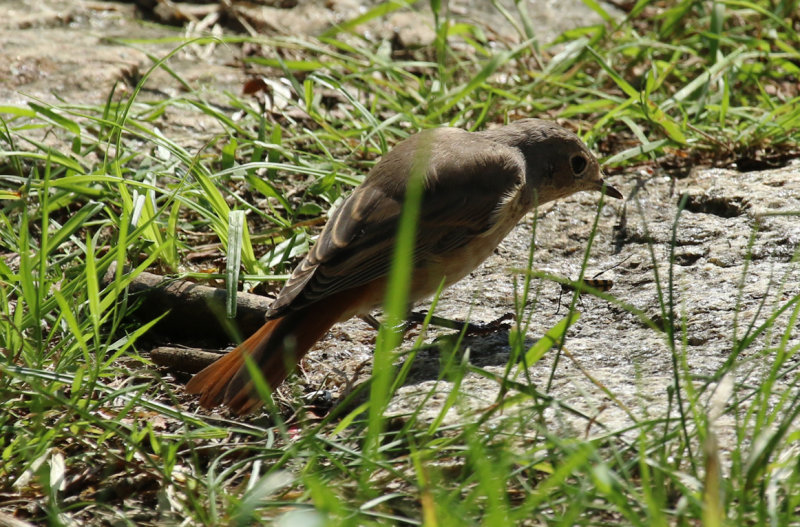 Common Redstart (Phoenicurus phoenicurus) BRD - Unteres Odertal NP