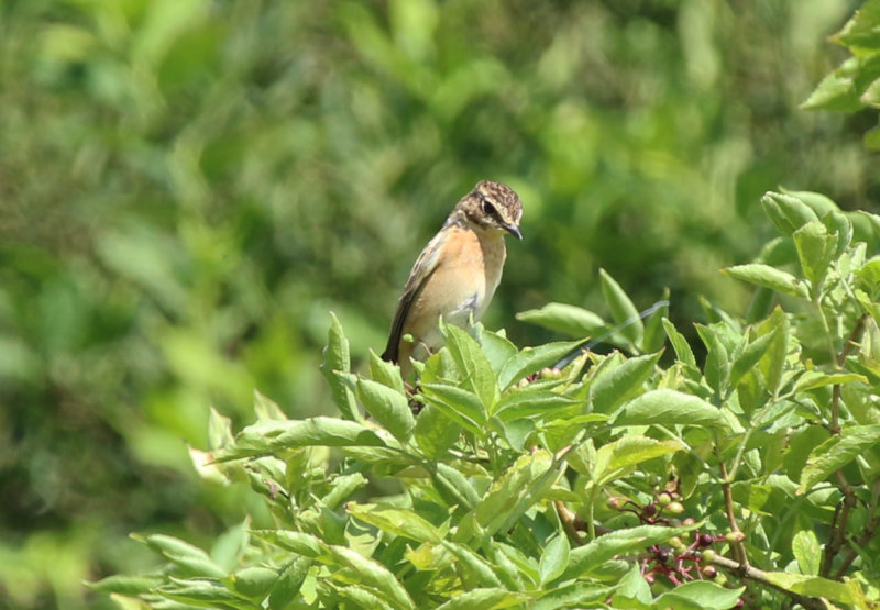Whinchat (Saxicola rubetra) BRD - Havellandisches Luch