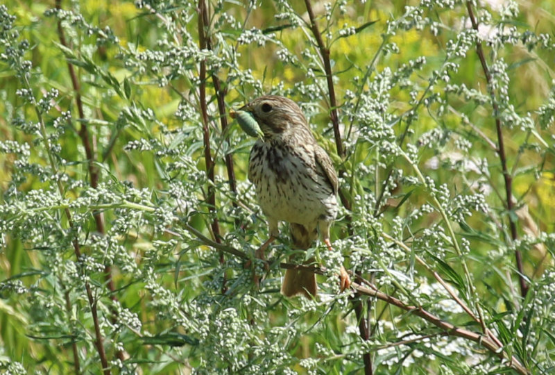Corn Bunting (Emberiza calandra) BRD - Havellandisches Luch