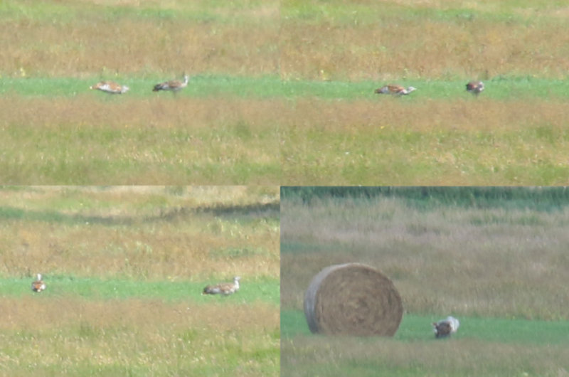Great Bustard (Otis tarda) BRD - Havellandisches Luch