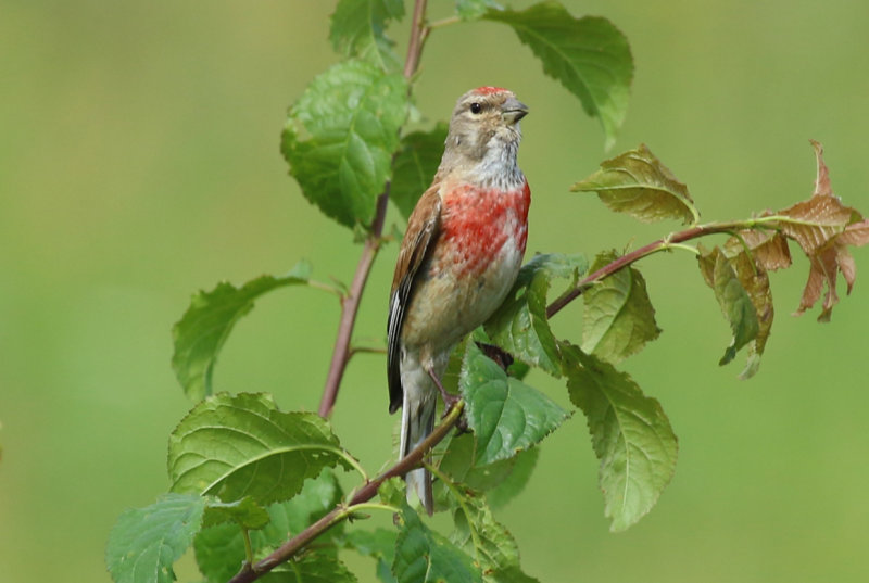 Common Linnet (Linaria cannabina) BRD - Havellandisches Luch