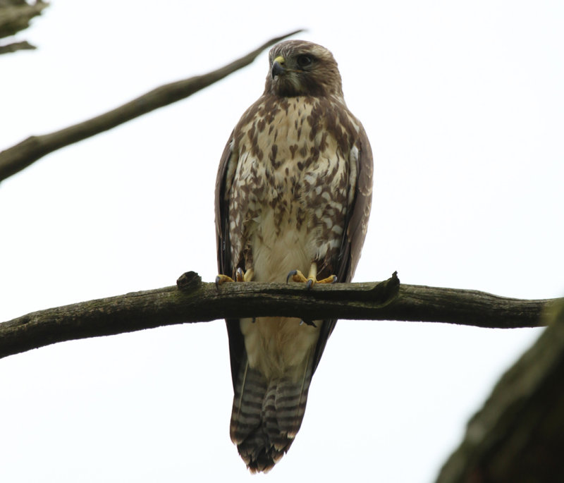 Common Buzzard (Buteo buteo) BRD - Potsdam - Sanssouci