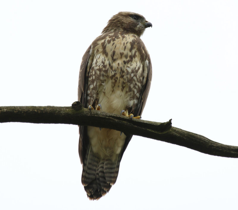 Common Buzzard (Buteo buteo) BRD - Potsdam - Sanssouci