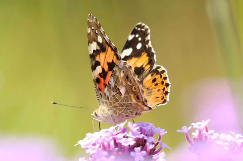 Painted Lady (Vanessa cardui) BRD - Berlin