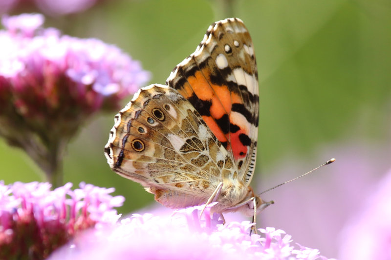 Painted Lady (Vanessa cardui) BRD - Berlin