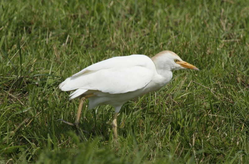 Western Cattle Egret (Bubulcus ibis) Oudeland van Strijen