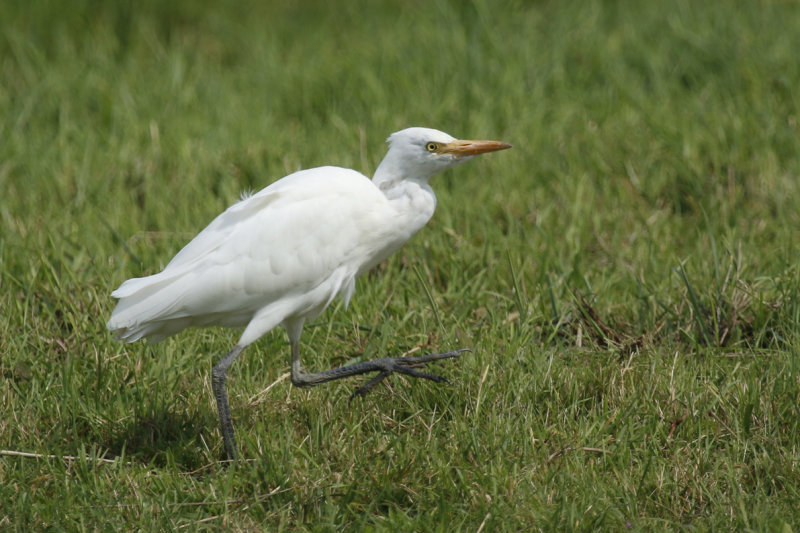 Western Cattle Egret (Bubulcus ibis) Oudeland van Strijen