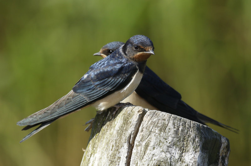 Barn Swallow (Hirundo rustica) Callantsoog - Natuurgebied Zandpolder