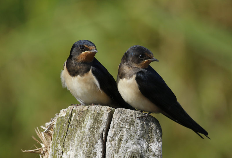 Barn Swallow (Hirundo rustica) Callantsoog - Natuurgebied Zandpolder