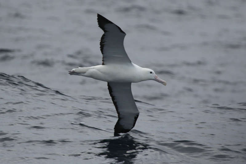 Northern Royal Albatross (Diomedea sanfordi) Chile - Valparaíso Pelagic Trip