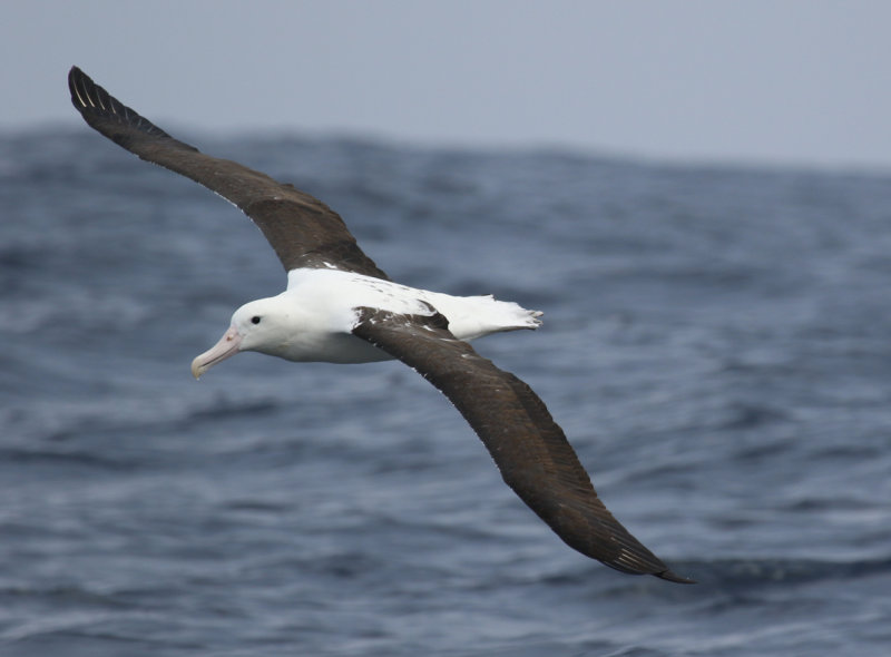 Northern Royal Albatross (Diomedea sanfordi) Chile - Valparaíso Pelagic Trip