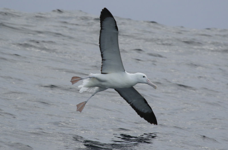 Northern Royal Albatross (Diomedea sanfordi) Chile - Valparaíso Pelagic Trip