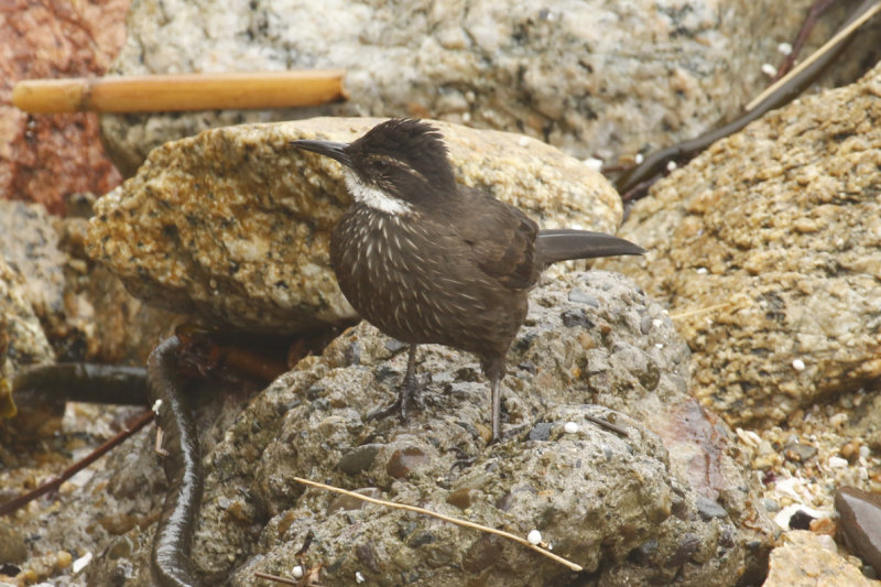 Chilean Seaside Cinclodes (Cinclodes nigrofumosus) ENDEMIC Chile - Valparaíso