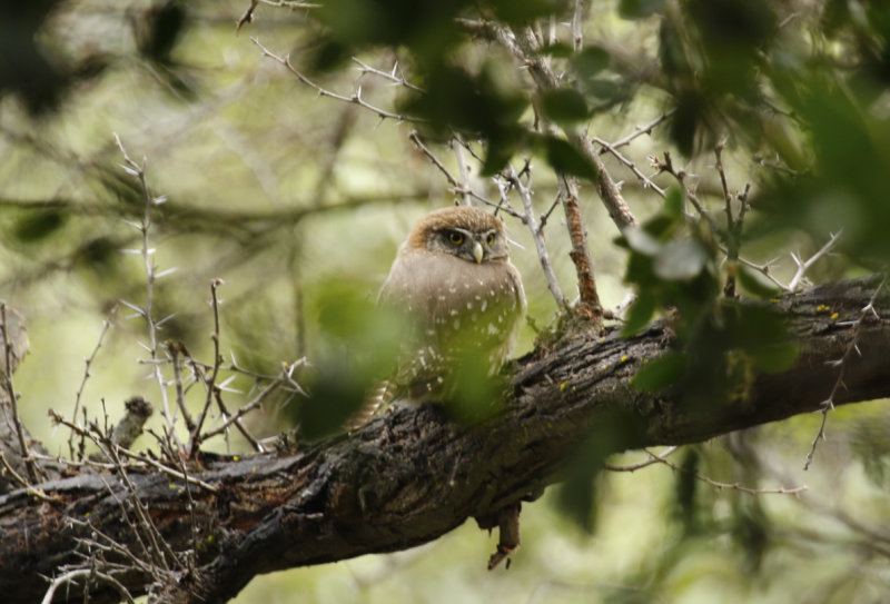Austral Pygmy Owl (Glaucidium nana) Chile - La Campana NP