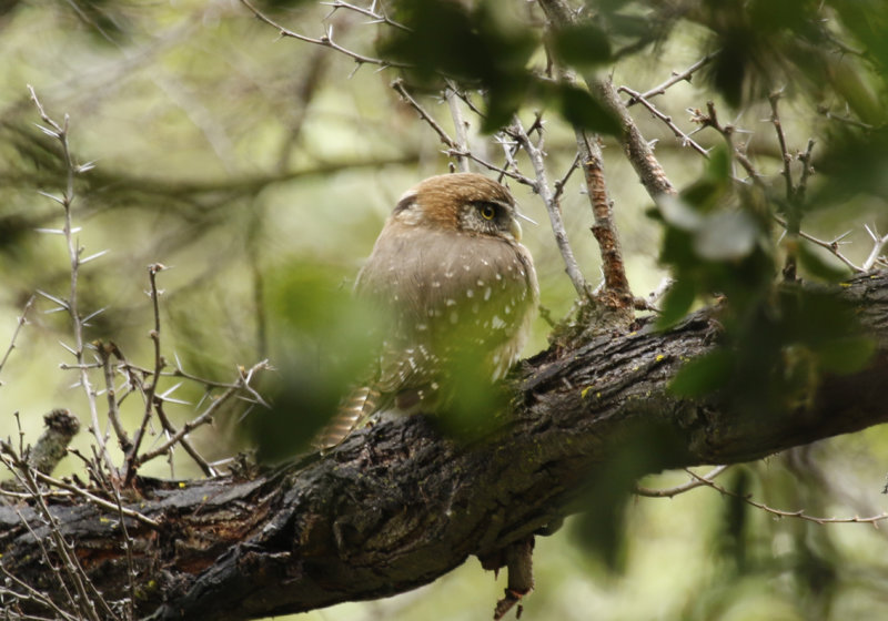 Austral Pygmy Owl (Glaucidium nana) Chile - La Campana NP