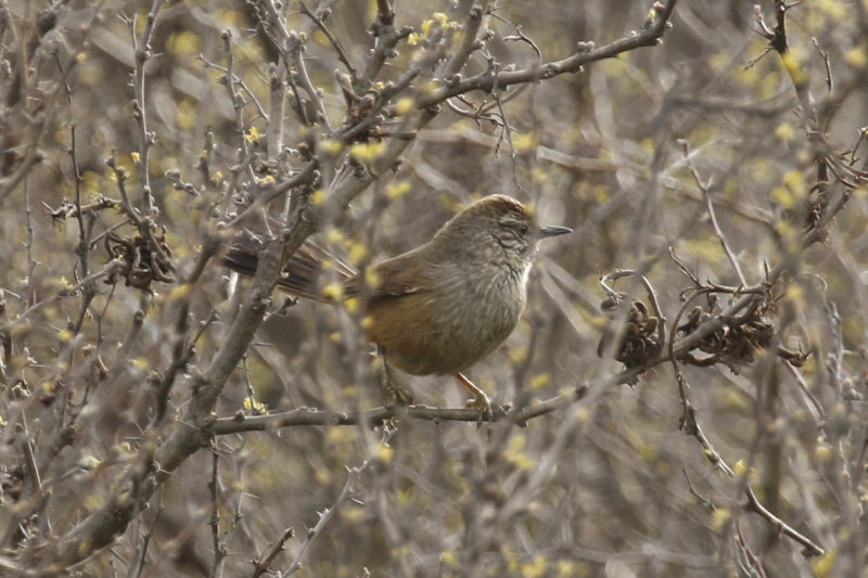 Dusky-tailed Canastero (Pseudasthenes humicola) ENDEMIC Chile - La Campana NP