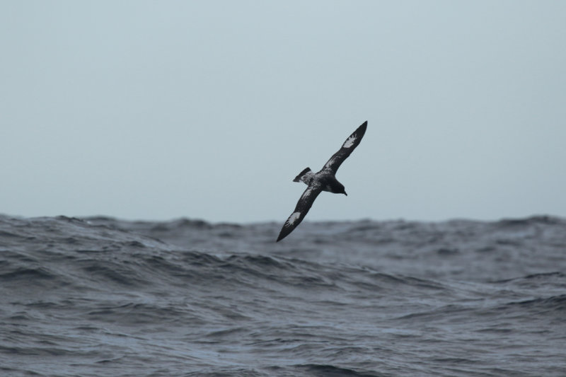 Cape Petrel (Daption capense) Chile - Valparaíso Pelagic Trip