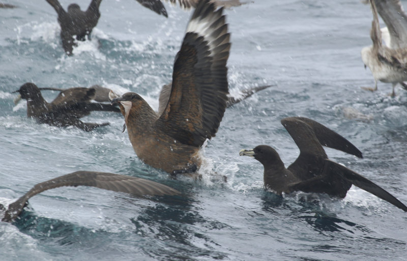 Chilean Skua (Stercorarius chilensis) Chile - Valparaíso Pelagic Trip