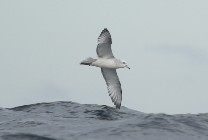 Southern Fulmar (Fulmarus glacialoides)