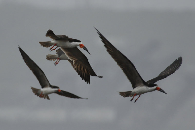 Black Skimmer (Rynchops niger cinerascens) Chile - Valparaíso Region - Maipo Nature Reserve