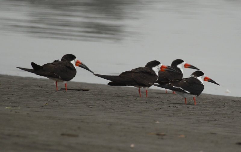 Black Skimmer (Rynchops niger cinerascens) Chile - Valparaíso Region - Maipo Nature Reserve