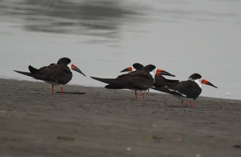 Black Skimmer (Rynchops niger) Chile - Valparaíso Region - Maipo Nature Reserve