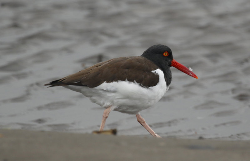 American Oystercatcher (Haematopus palliatus) Chile - Valparaíso Region - Maipo Nature Reserve