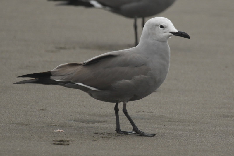 Grey Gull (Leucophaeus modestus)