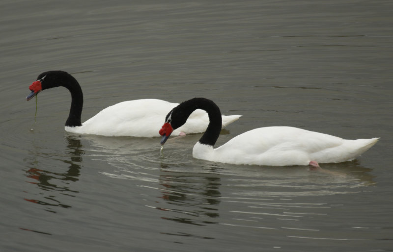 Anseriformes: Anatidae - Ducks, Geese and Swans