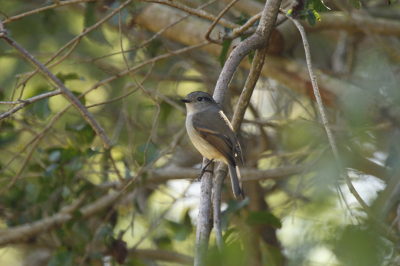 Patagonian Tyrant (Colorhamphus parvirostris) Chile - Valparaíso