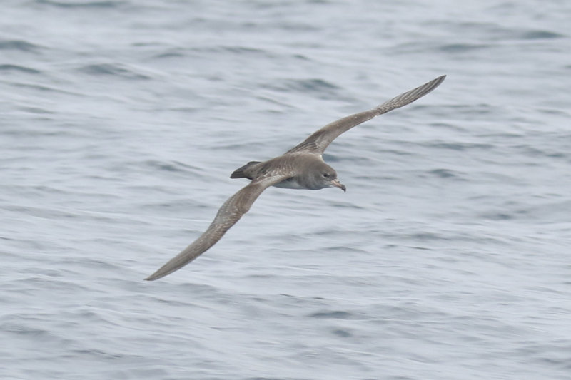 Pink-footed Shearwater (Ardenna creatopus) Chile - Valparaíso Pelagic Trip