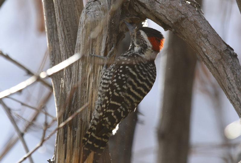 Striped Woodpecker (Veniliornis lignarius)