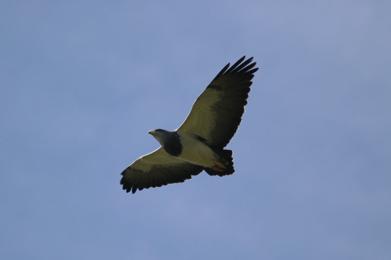 Black-chested Buzzard-Eagle (Geranoaetus melanoleucus) Chile - La Campana NP